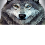Let's help Wolfs!