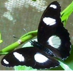 ;flutter