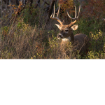 Deer Hunters\Fishers for god