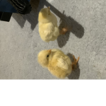 Coolbpykian
