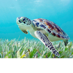Turtles360