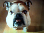 The Bulldog Team
