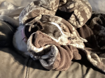 My dog pup pup