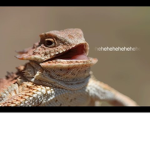 HEHEHEHHEHEHE