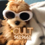 'cult