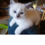 Kittyxcatmeow
