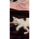 Hisssss