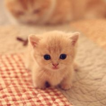 ~i~gattini~cute<33