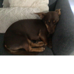 Puppies haveing a little bit too much toys