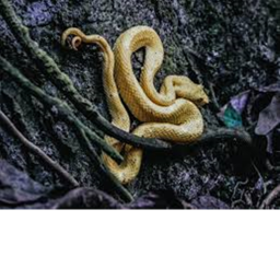Survivor Snake Island ~ Earth's Last Eden