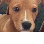 Puppy_ Squad :-D