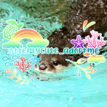 OtterBabies