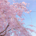 sakurablossom studio