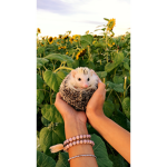 Hedgehog Squad <3