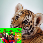 Team_TIGERZ