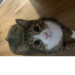 FAT CAT. Family