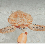 - beachy ######