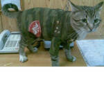 The Army of Kittens.