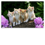 Kitten's love