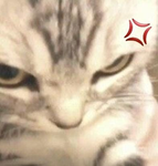 Cat lovers!~