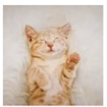 Kitty kitty kitty kitty cats! Kitty nation