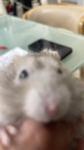 Wheoksnwr