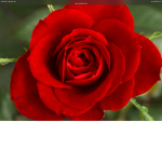 Cool friends 116655