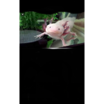 Axolotl fun thing