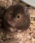 i dont like hamsters
