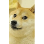 Your daily doge