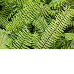 Bracken