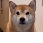 #TEAM_DOGES