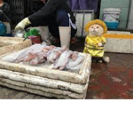Rare Fish Market