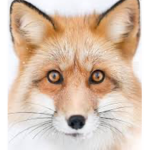 TheBestFoxes
