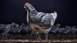 Swaggy_Chickens