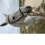 Equestrian Hangout