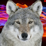 hmlt5wolf