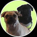 Pug Master Studios
