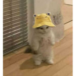 Cats are kool <3