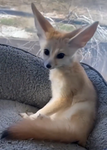 Fox my Animal