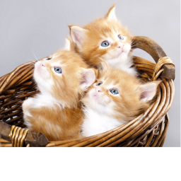 Cute