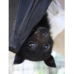 bats :3