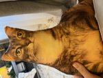 Beabun