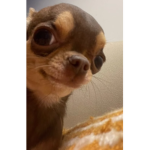 Pookies are welcome