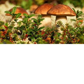 Сбор грибов