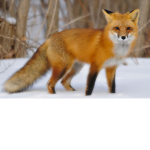Official fox group