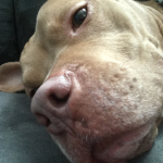 Tessathedogg Fan Group