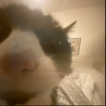Littlefriend