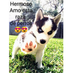 Huskies aesthetics
