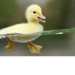 QUACKER SQUAD